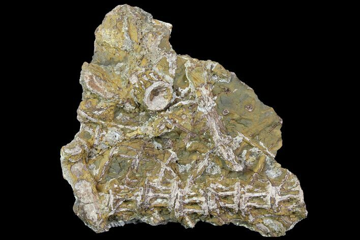 Cretaceous Fish Vertebrae In Rock - Smoky Hill Chalk #114577